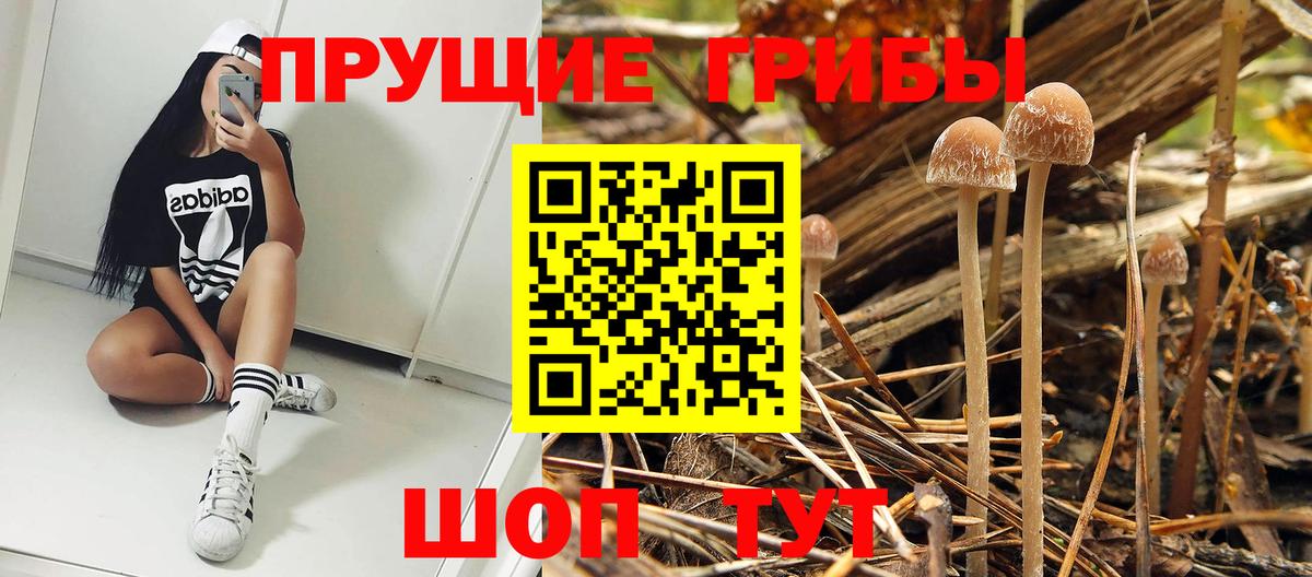 Галлюциногенные грибы Cubensis Муром